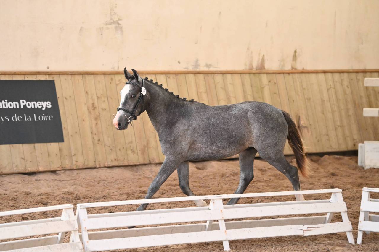 Entire French Saddle Pony For sale 2025 Grey