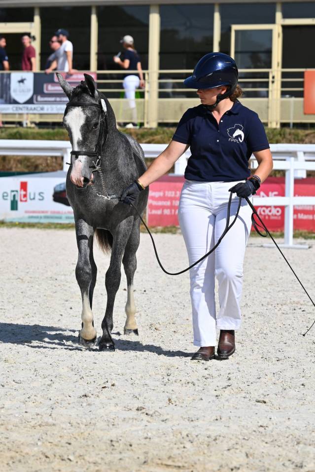 Entire French Saddle Pony For sale 2025 Grey