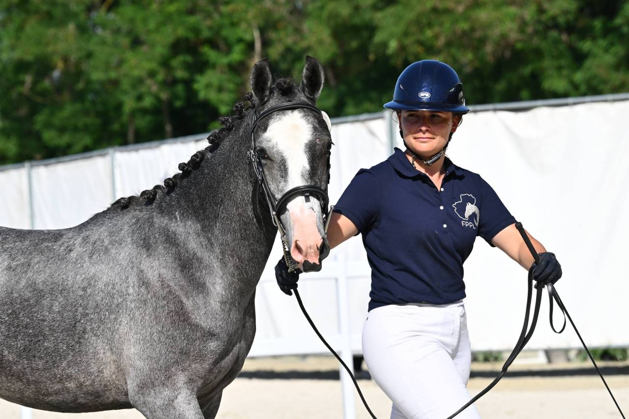 Entire French Saddle Pony For sale 2025 Grey