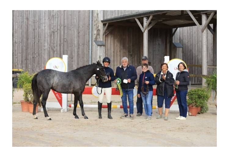 Filly French Saddle Pony For sale 2023 Grey