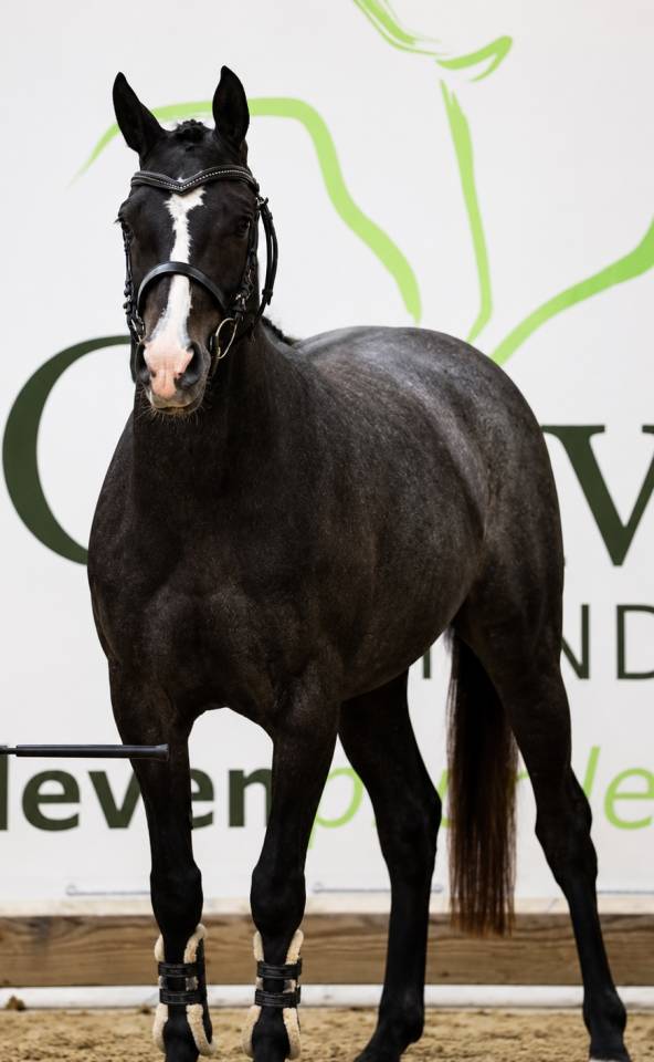Filly French Saddle Pony For sale 2023 Grey
