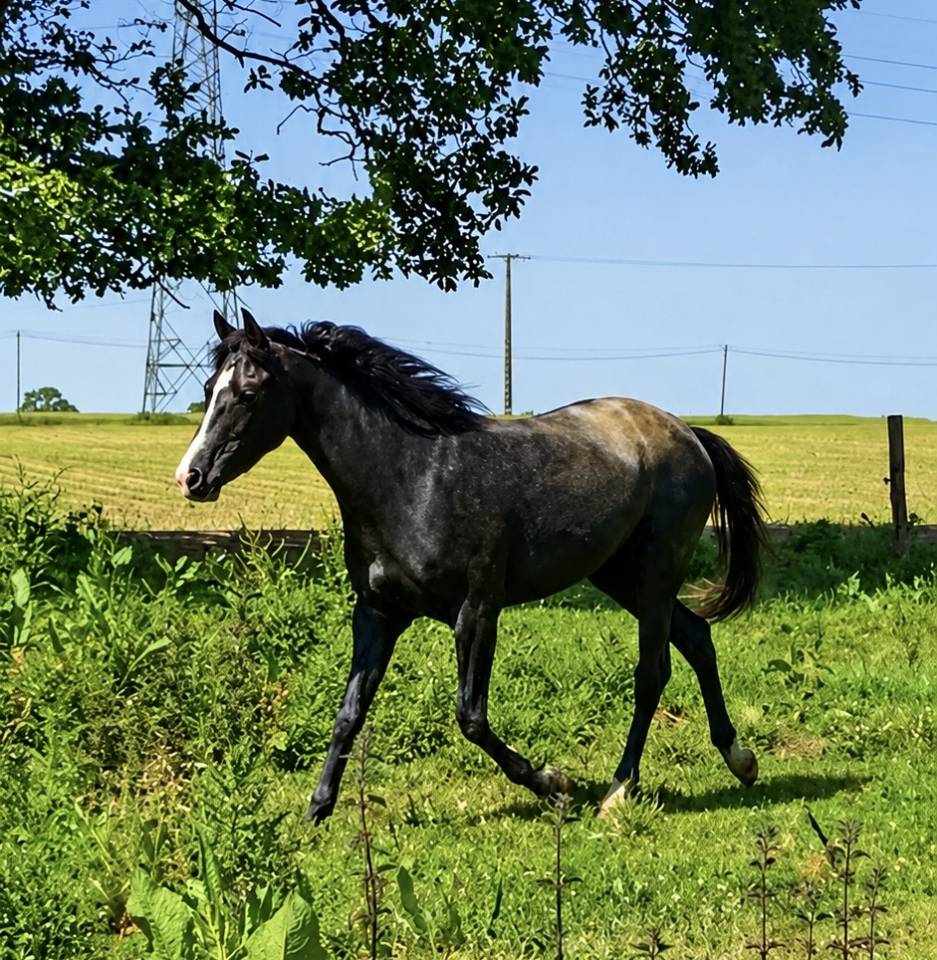 Filly French Saddle Pony For sale 2023 Grey