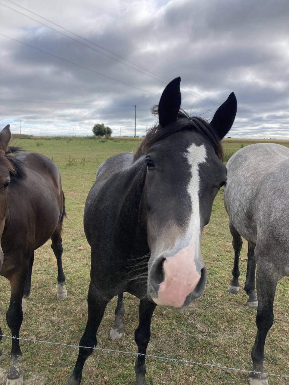 Filly French Saddle Pony For sale 2023 Grey
