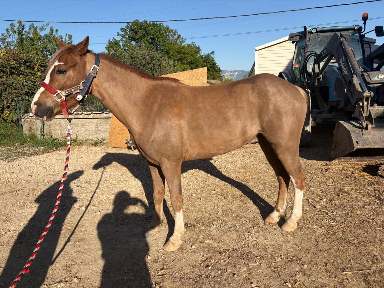 Gelding Welsh Pony (Section B) For sale 2022 Chesnut