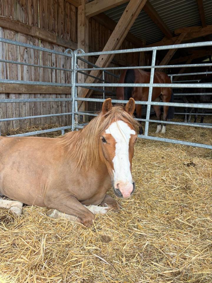 Gelding Welsh Pony (Section B) For sale 2022 Chesnut