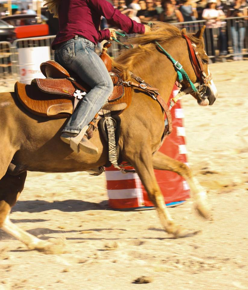 Gelding Welsh Pony (Section B) For sale 2022 Chesnut