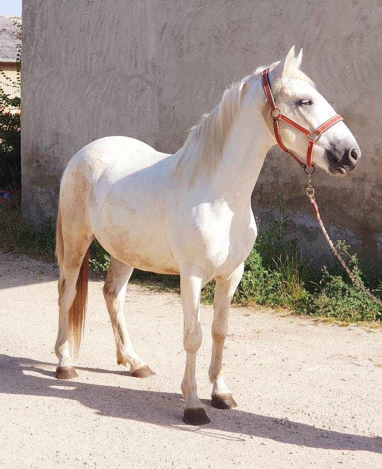 Gelding Camargue For sale 2023 Grey