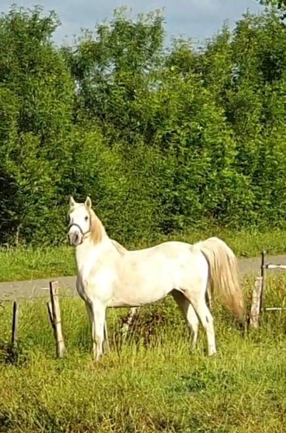 Gelding Camargue For sale 2023 Grey