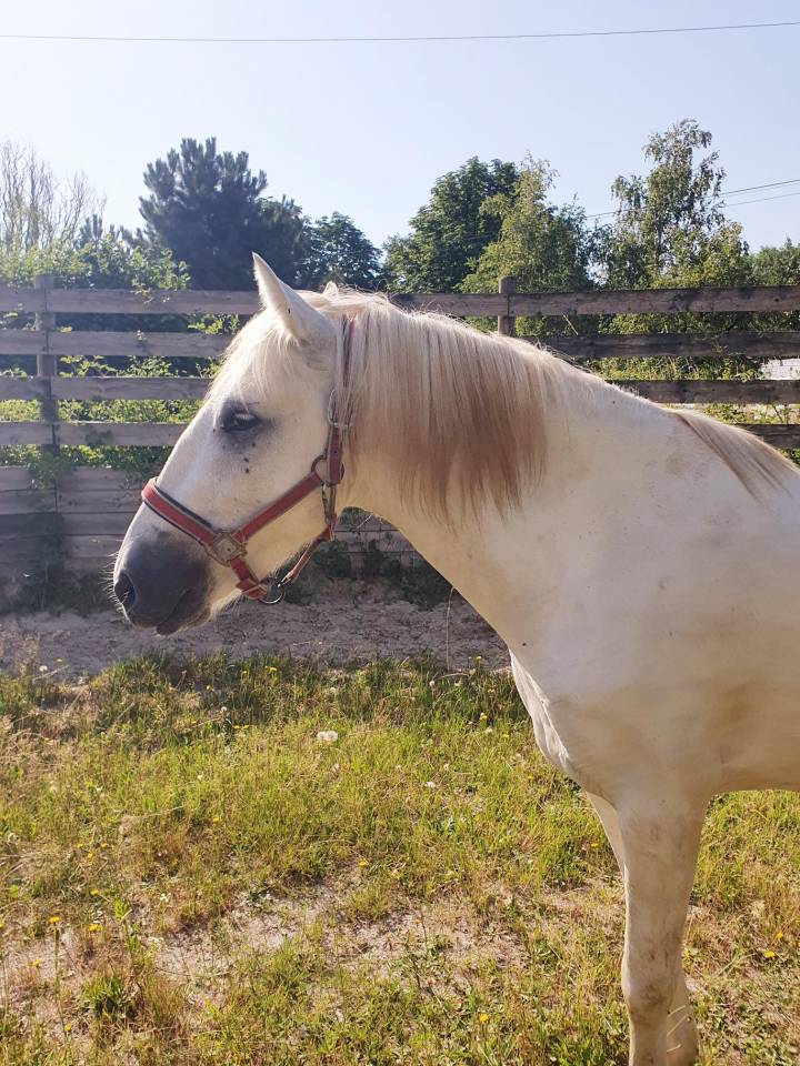 Gelding Camargue For sale 2023 Grey