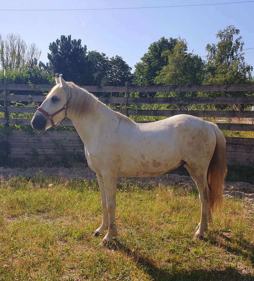 Gelding Camargue For sale 2023 Grey