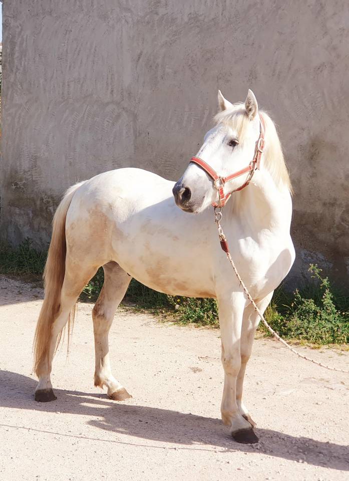Gelding Camargue For sale 2023 Grey