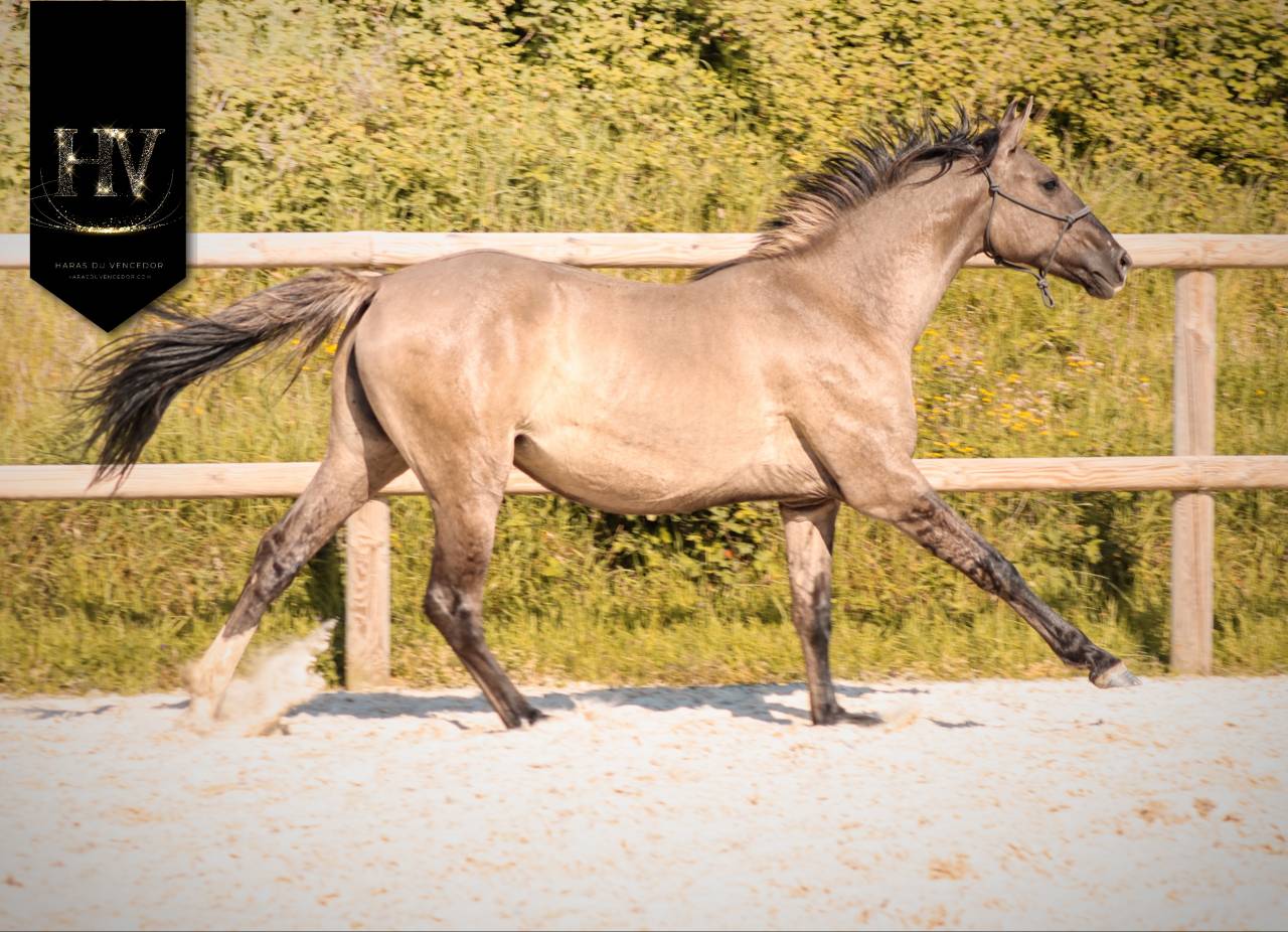 Filly KWPN Dutch Warmblood For sale 2024 Dun
