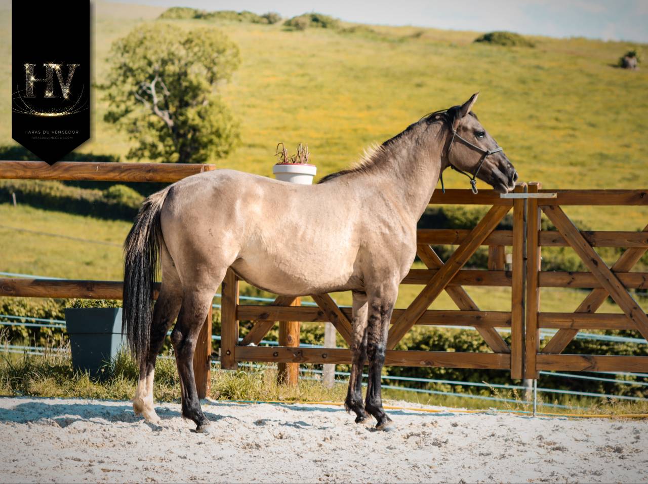 Filly KWPN Dutch Warmblood For sale 2024 Dun