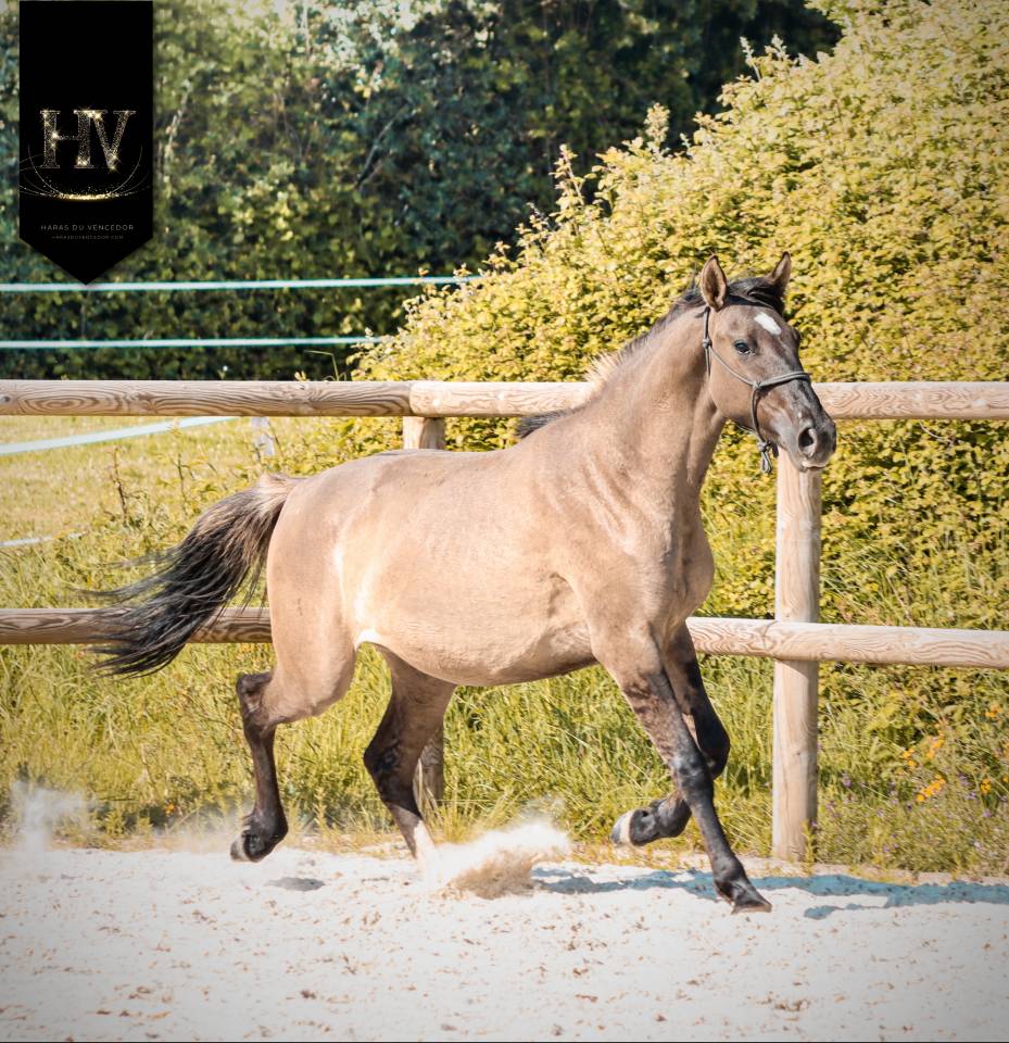 Filly KWPN Dutch Warmblood For sale 2024 Dun