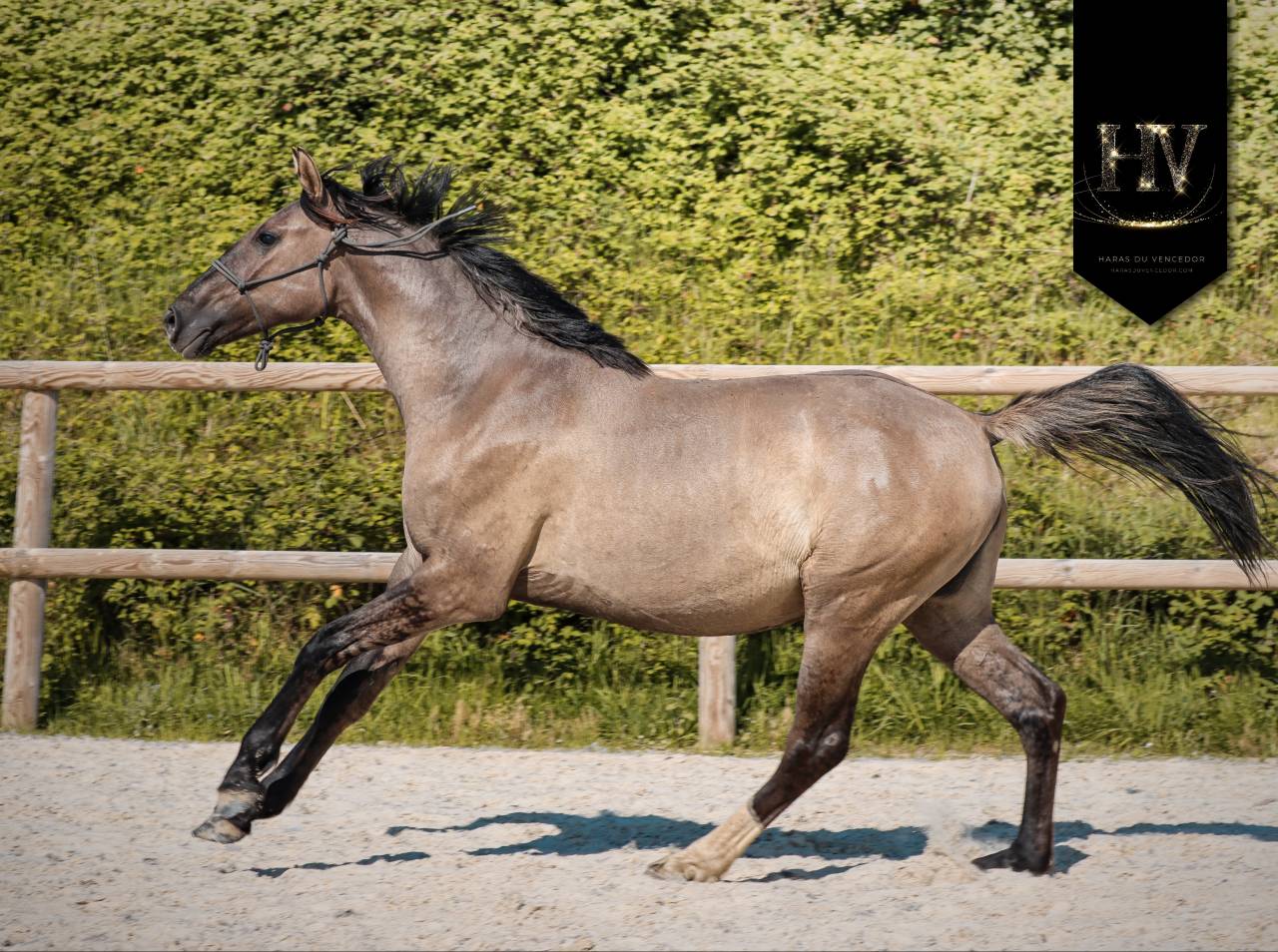 Filly KWPN Dutch Warmblood For sale 2024 Dun