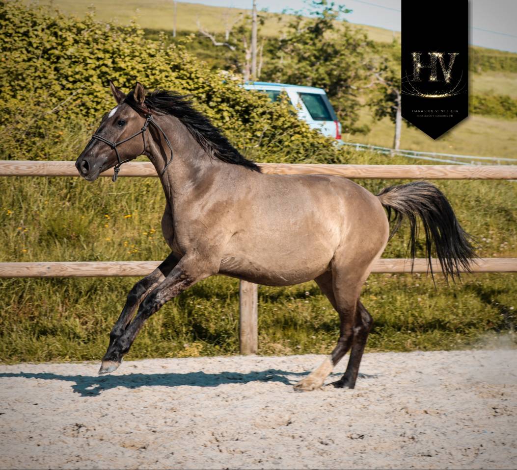 Filly KWPN Dutch Warmblood For sale 2024 Dun