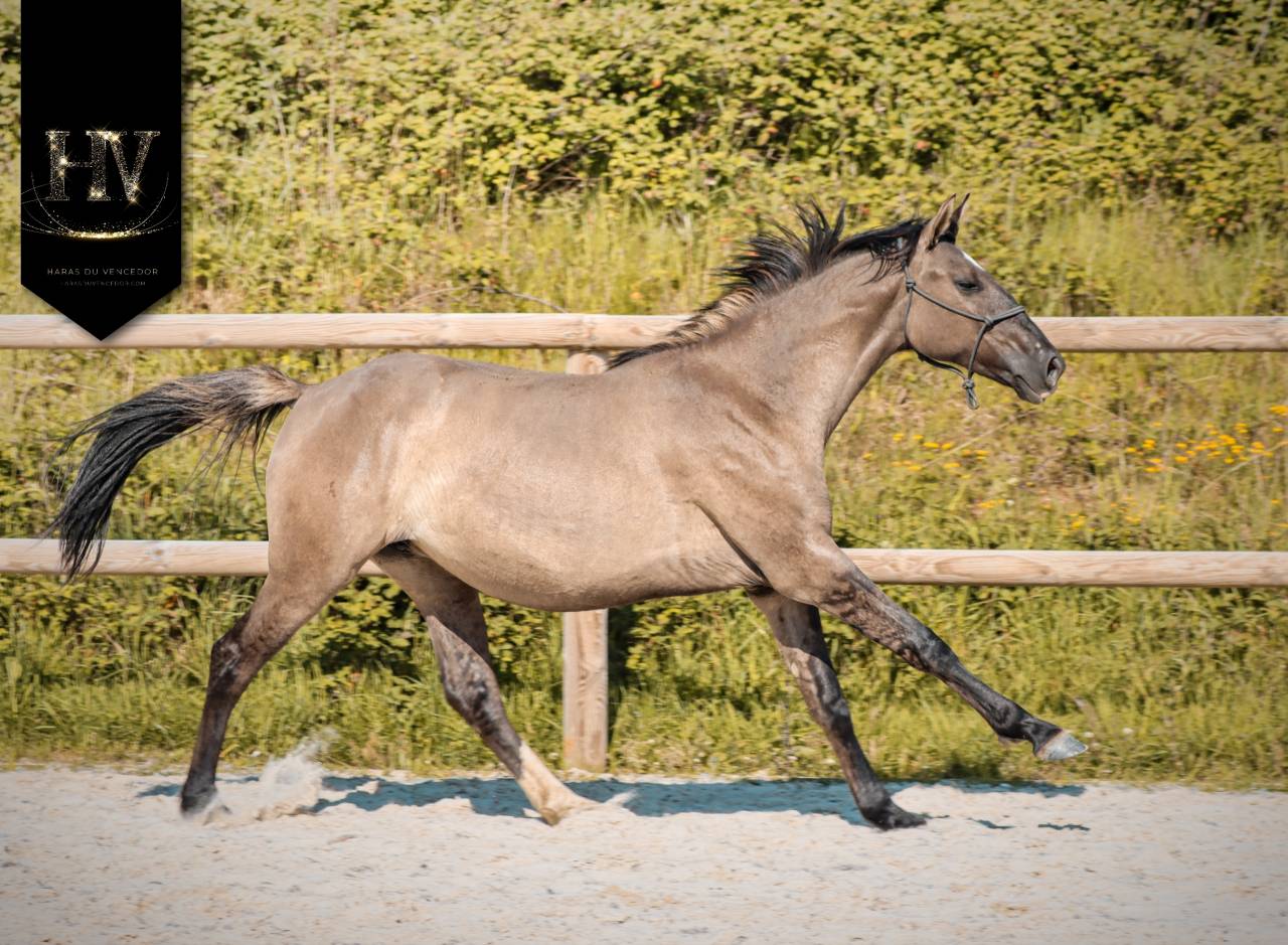 Filly KWPN Dutch Warmblood For sale 2024 Dun