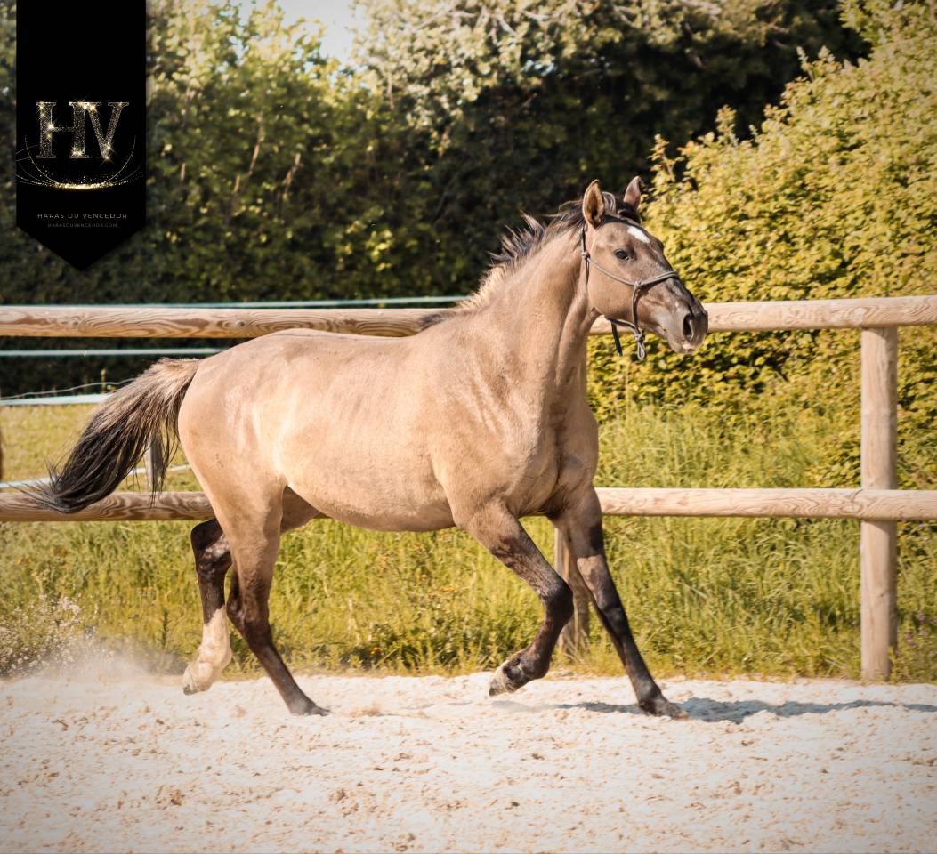 Filly KWPN Dutch Warmblood For sale 2024 Dun