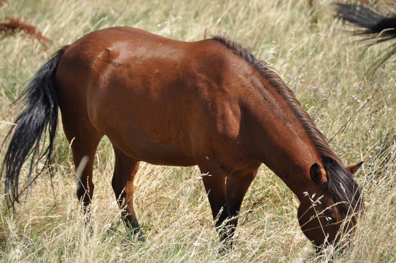 Gelding No Origin Recorded For sale 2023 Bay