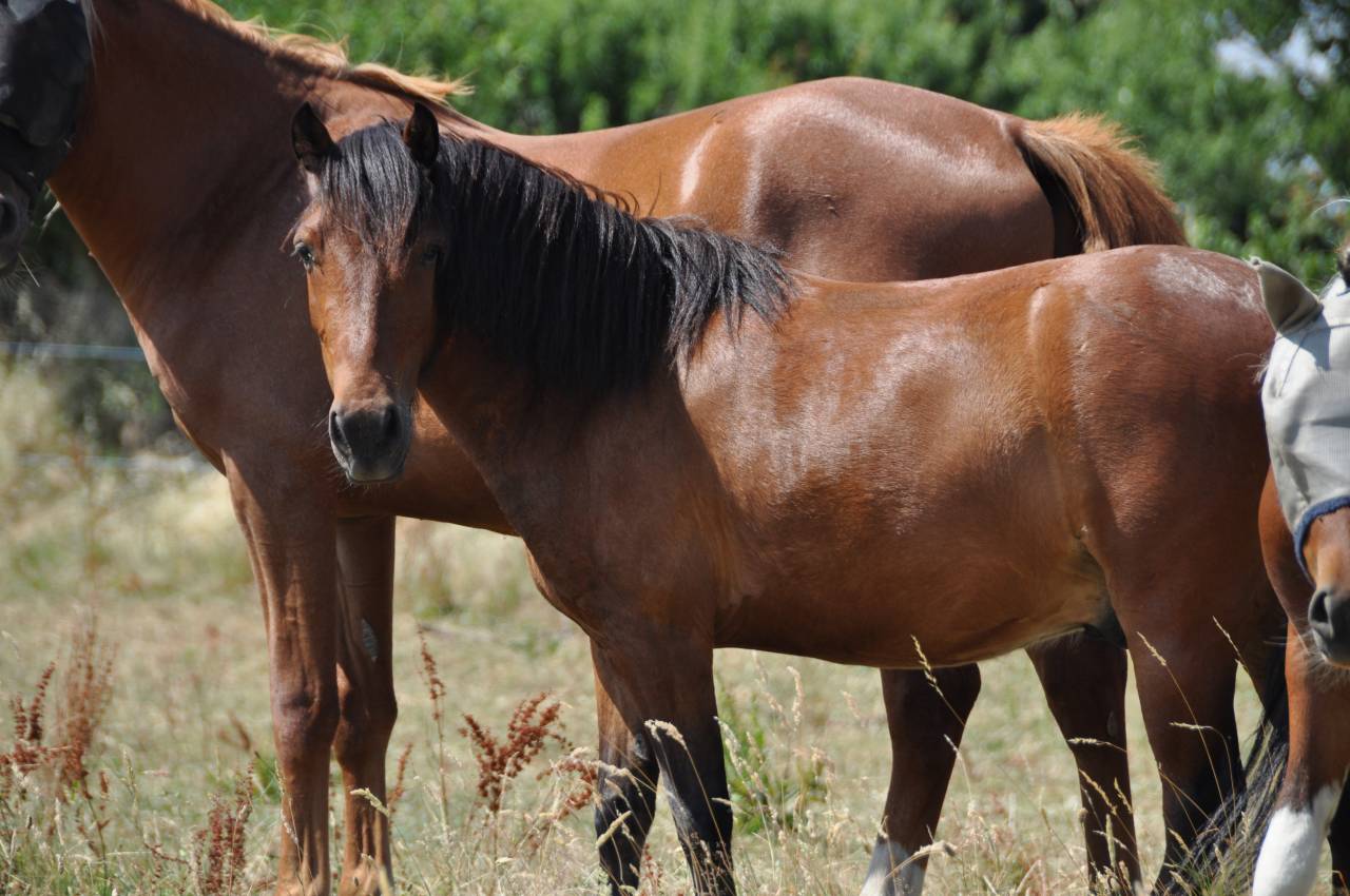 Gelding No Origin Recorded For sale 2023 Bay