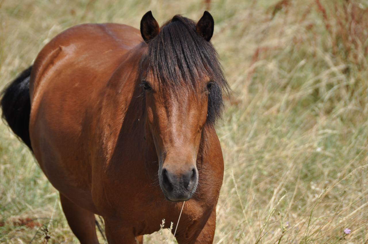 Gelding No Origin Recorded For sale 2023 Bay