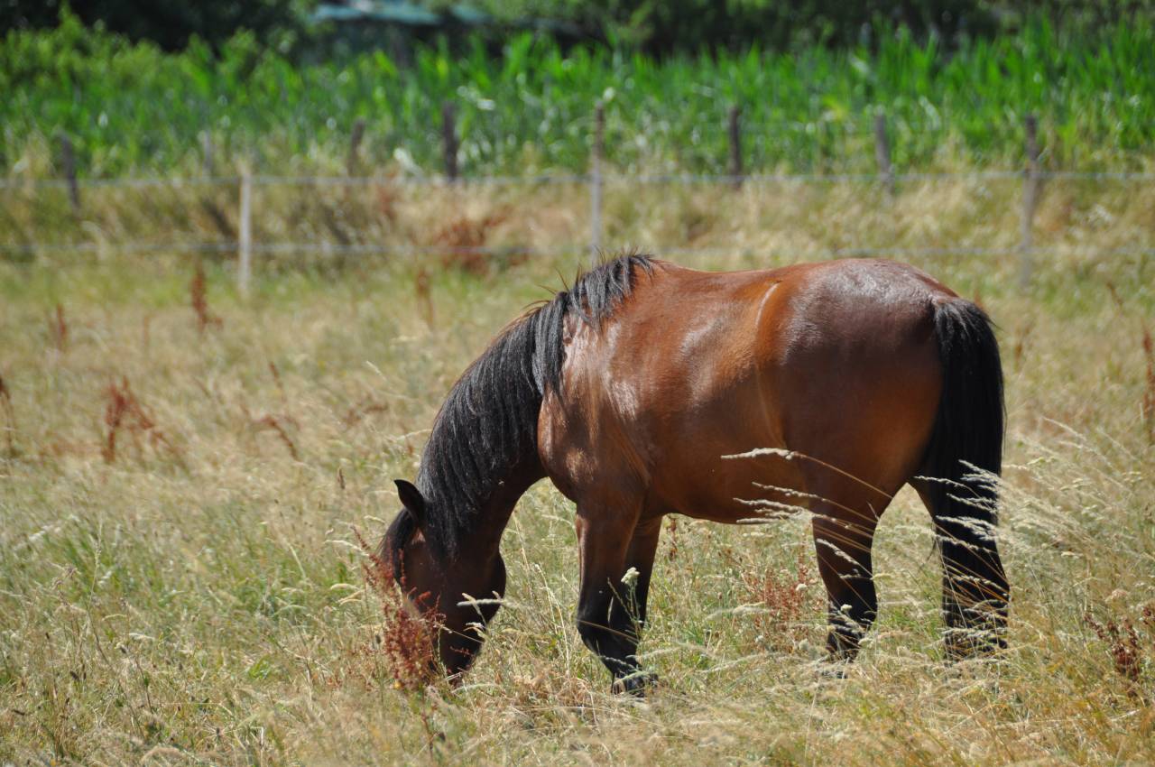 Gelding No Origin Recorded For sale 2023 Bay