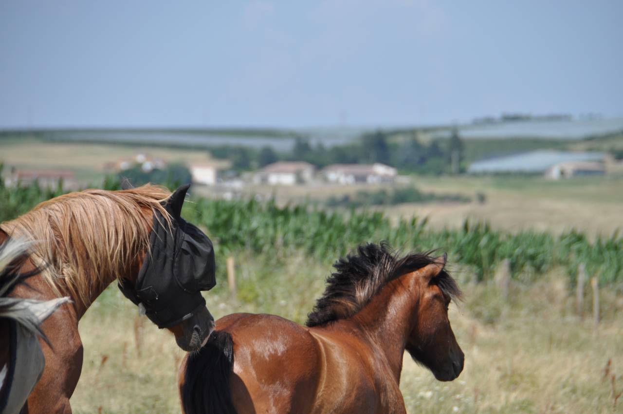 Gelding No Origin Recorded For sale 2023 Bay