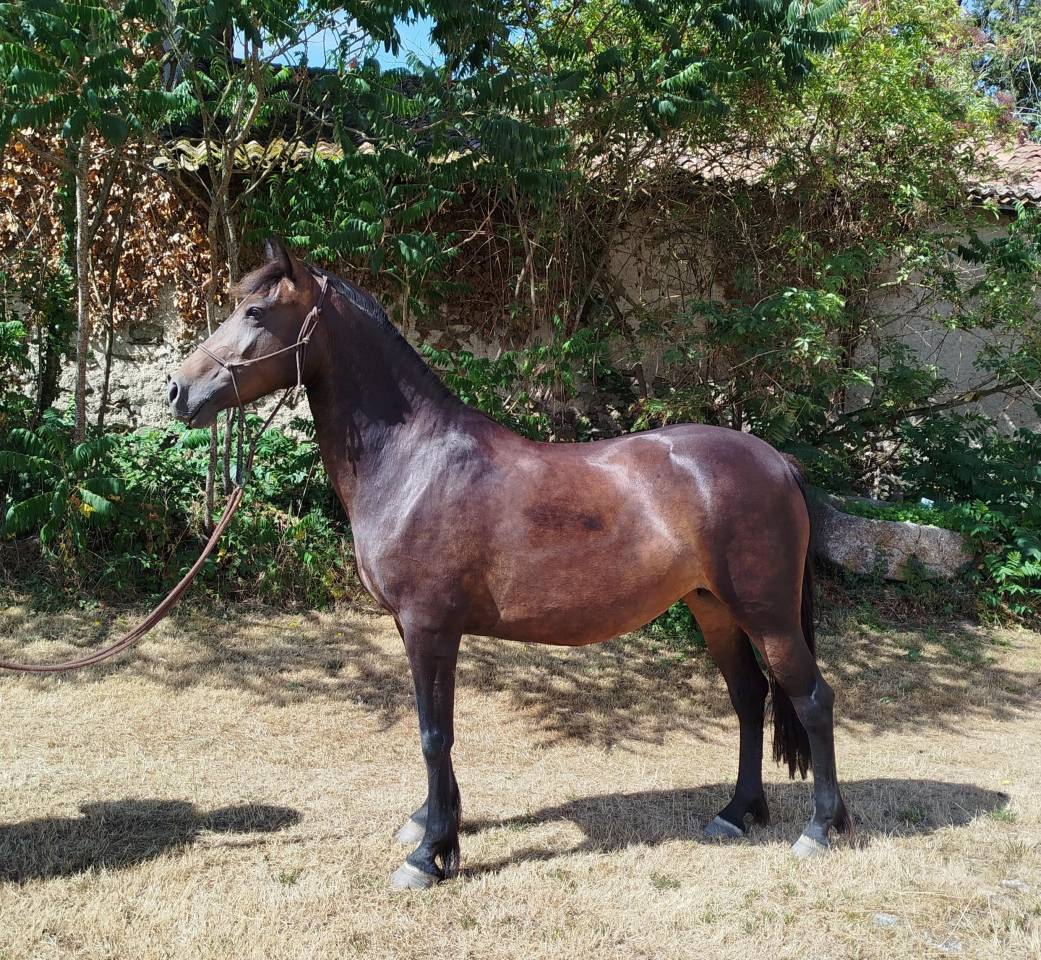 Mare Connemara For sale 2019 Black