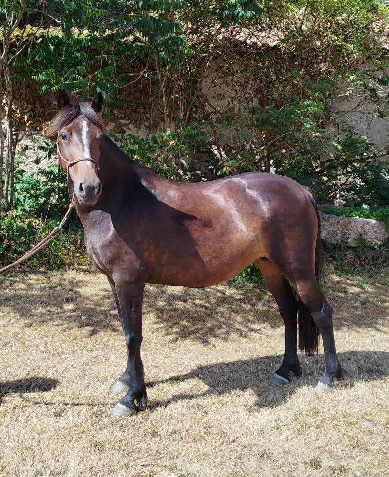 Mare Connemara For sale 2019 Black