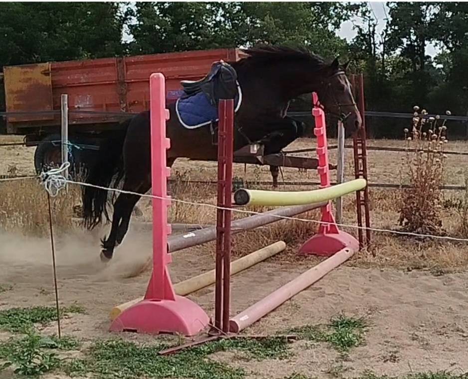 Mare Connemara For sale 2019 Black