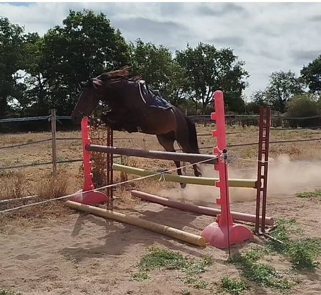 Mare Connemara For sale 2019 Black