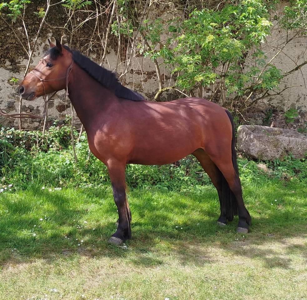 Gelding Connemara For sale 2022 Bay