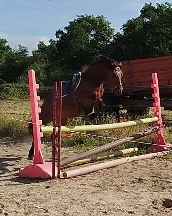 Gelding Connemara For sale 2022 Bay