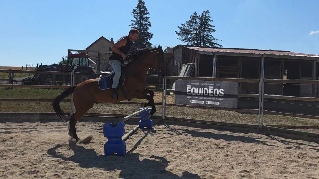 Gelding French Trotter For sale 2022 Bay