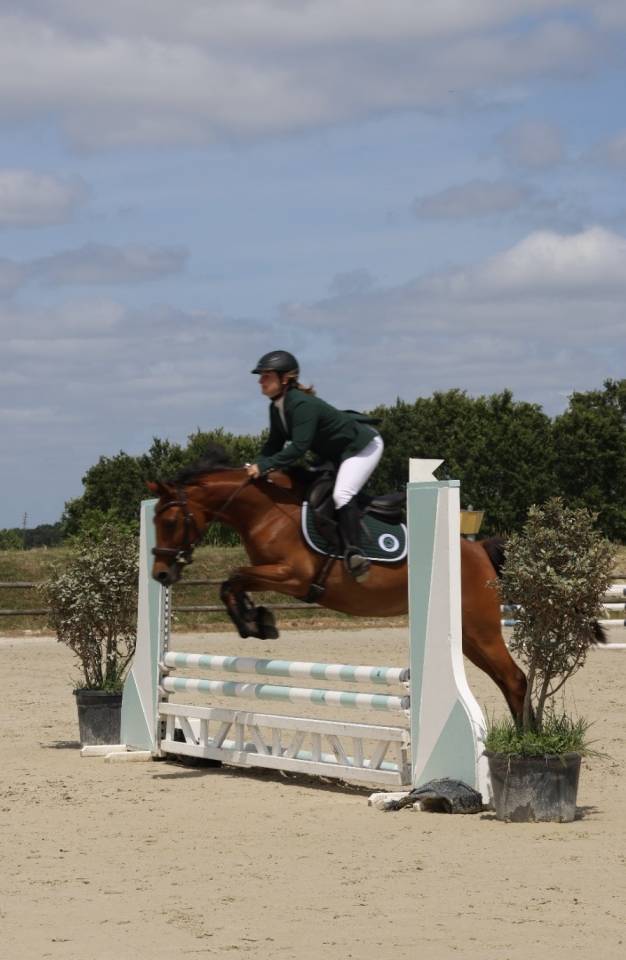 Mare French Saddle Pony For sale 2018 Bay