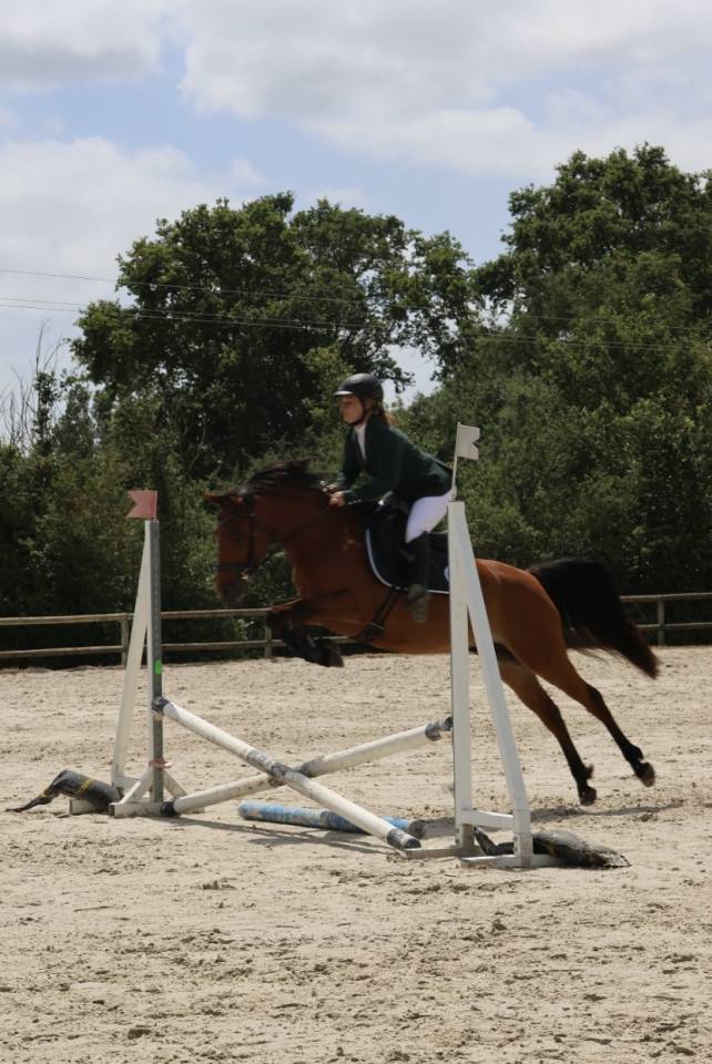 Mare French Saddle Pony For sale 2018 Bay