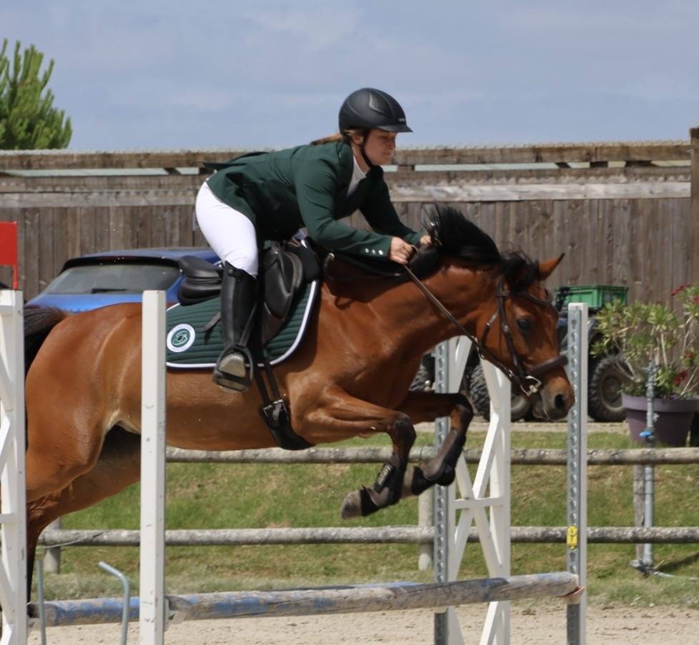 Mare French Saddle Pony For sale 2018 Bay