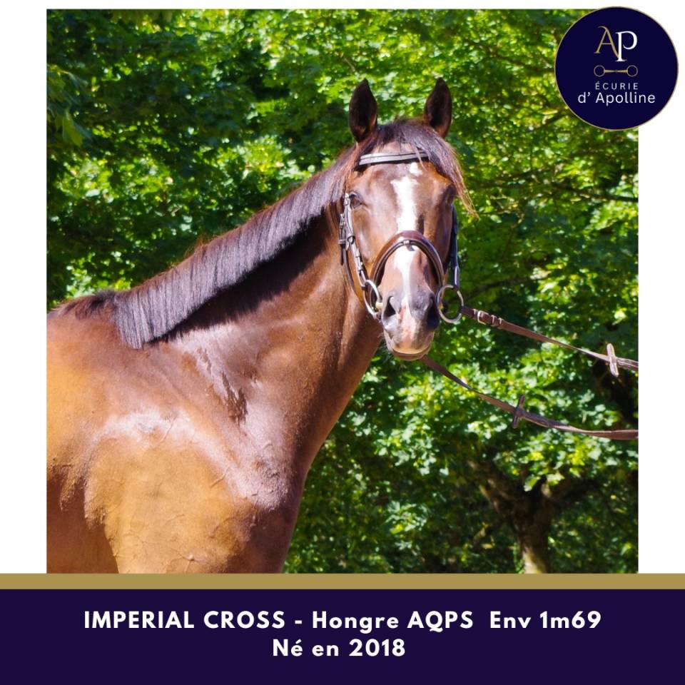Gelding AQPS For sale 2018 Dark Bay