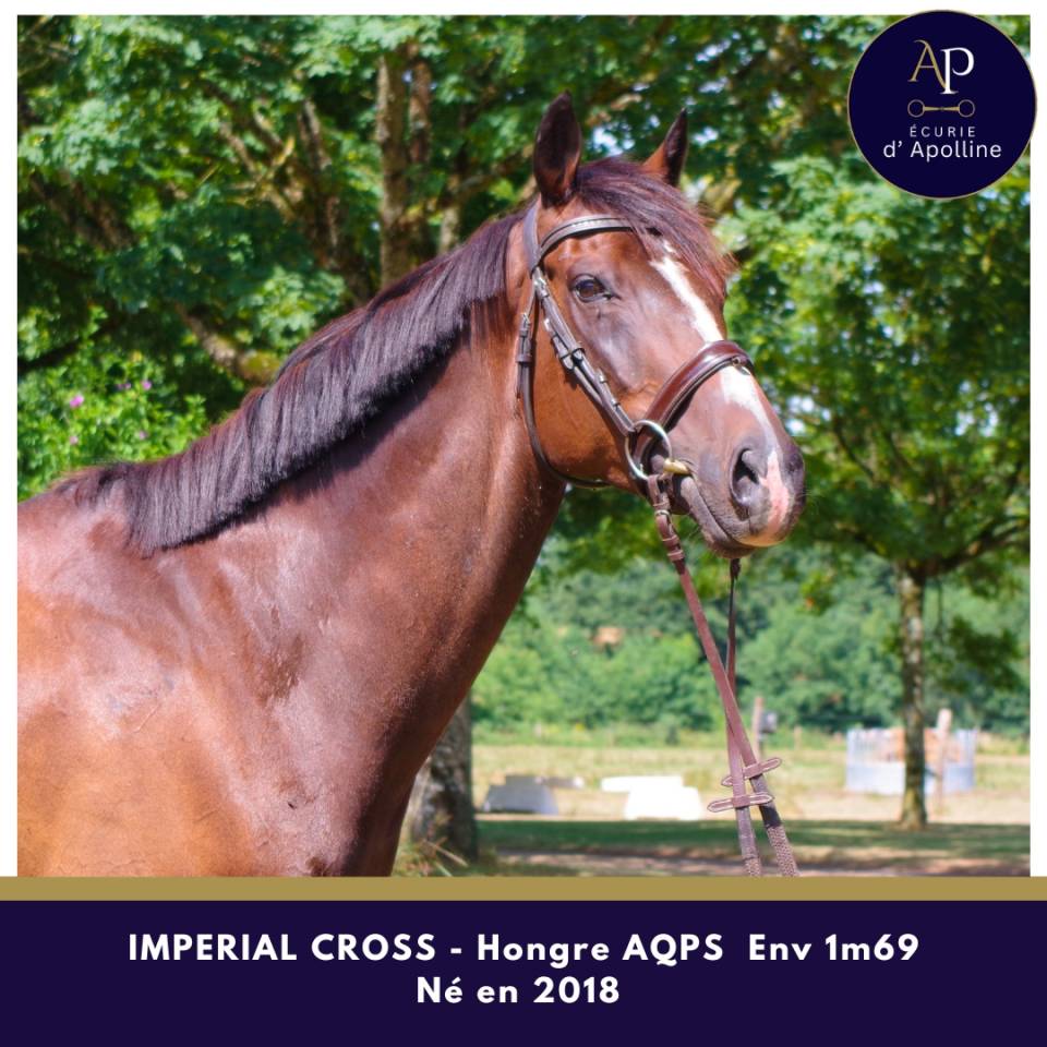 Gelding AQPS For sale 2018 Dark Bay