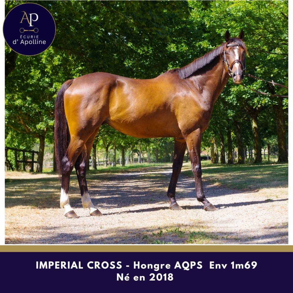 Gelding AQPS For sale 2018 Dark Bay