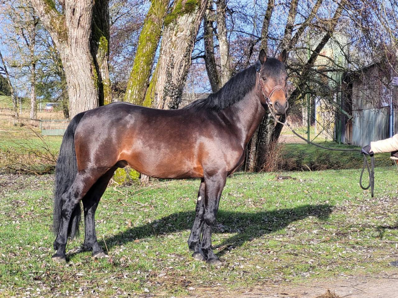 Stallion Connemara For sale 2015 Bay
