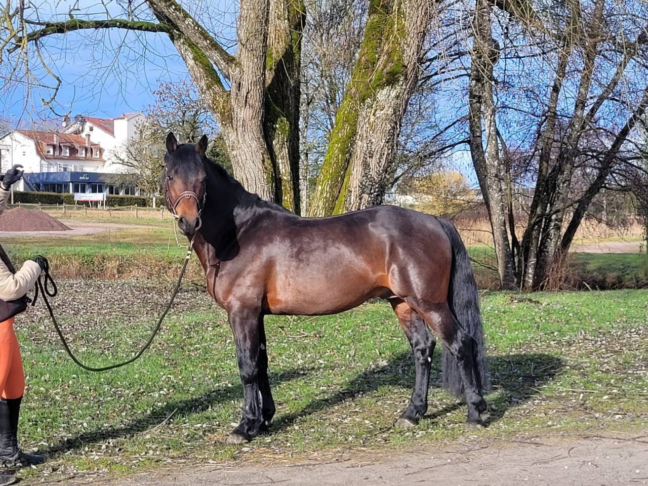 Stallion Connemara For sale 2015 Bay