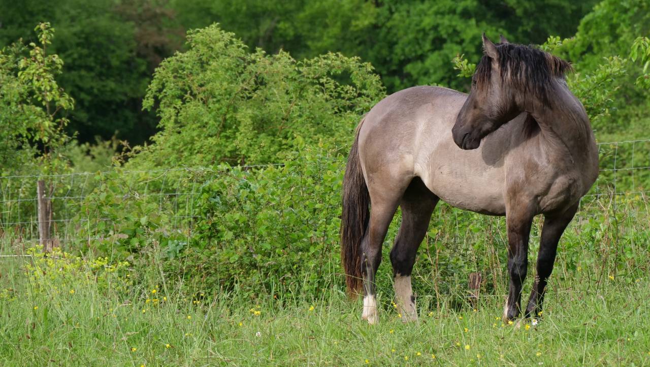 Gelding Other Pony Breed For sale 2024 Grullo