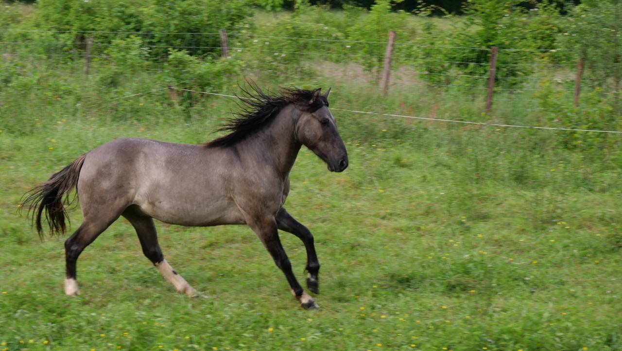 Gelding Other Pony Breed For sale 2024 Grullo