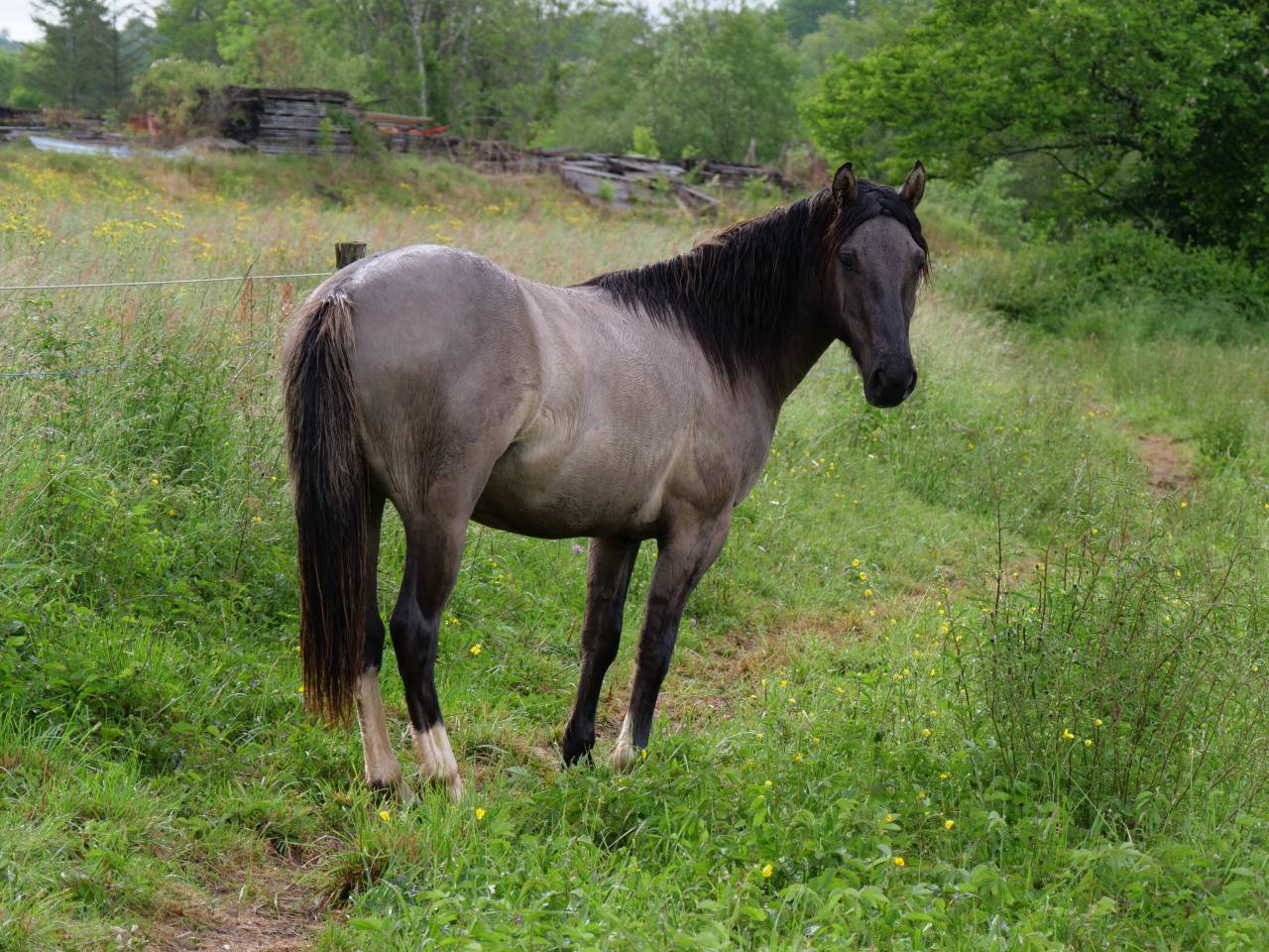 Gelding Other Pony Breed For sale 2024 Grullo