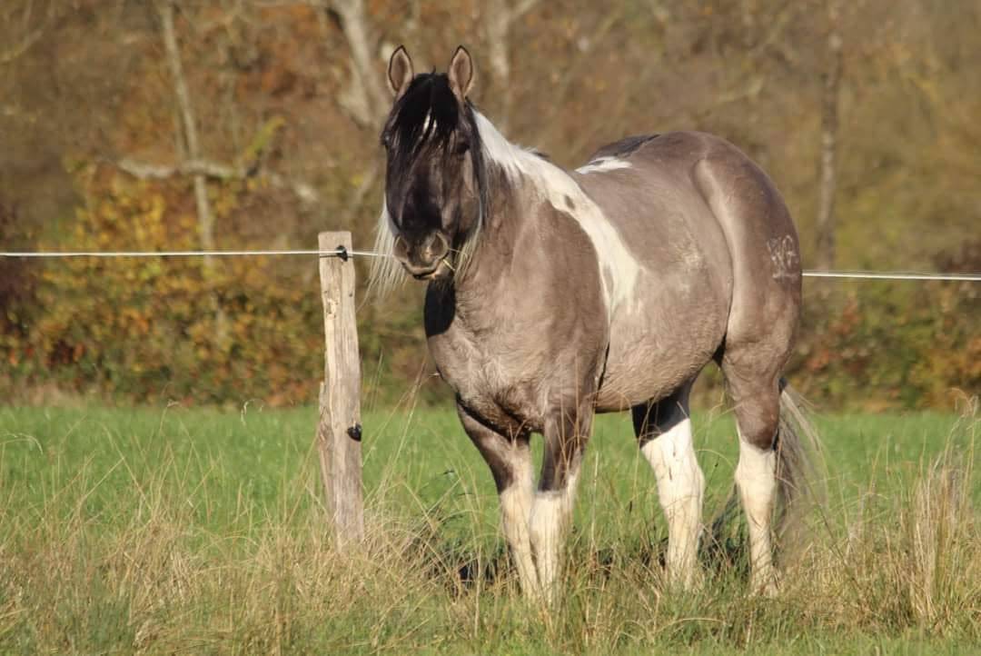 Gelding Other Pony Breed For sale 2024 Grullo