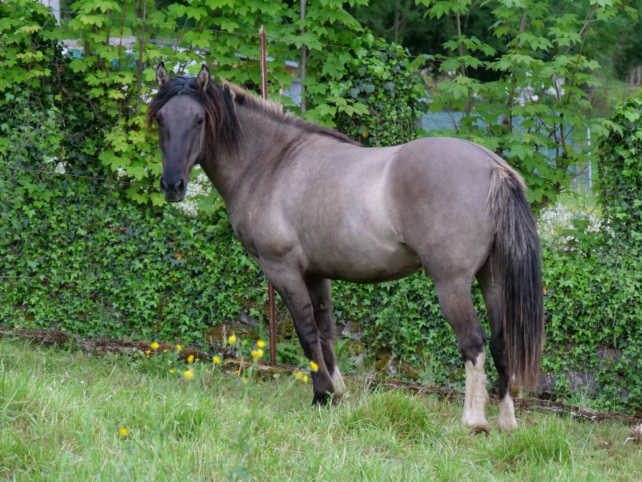 Gelding Other Pony Breed For sale 2024 Grullo