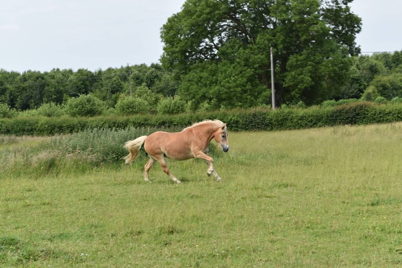 Mare Haflinger For sale 2012 Chesnut
