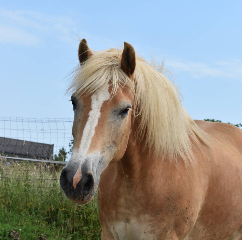 Mare Haflinger For sale 2012 Chesnut