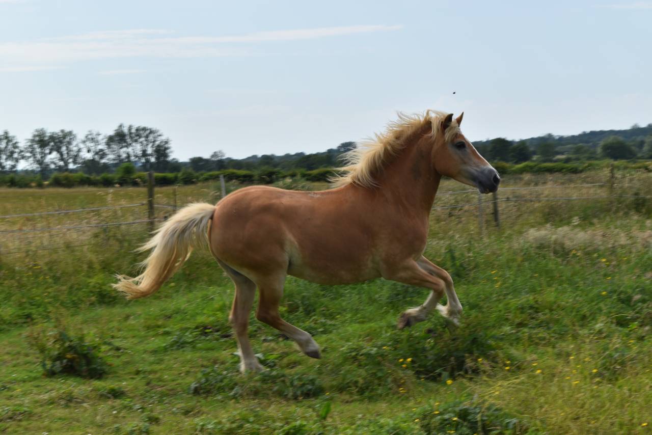 Mare Haflinger For sale 2012 Chesnut